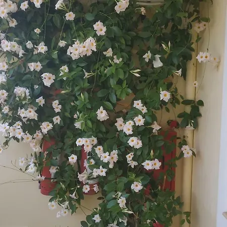 Appart hôtel Patelis 3*
